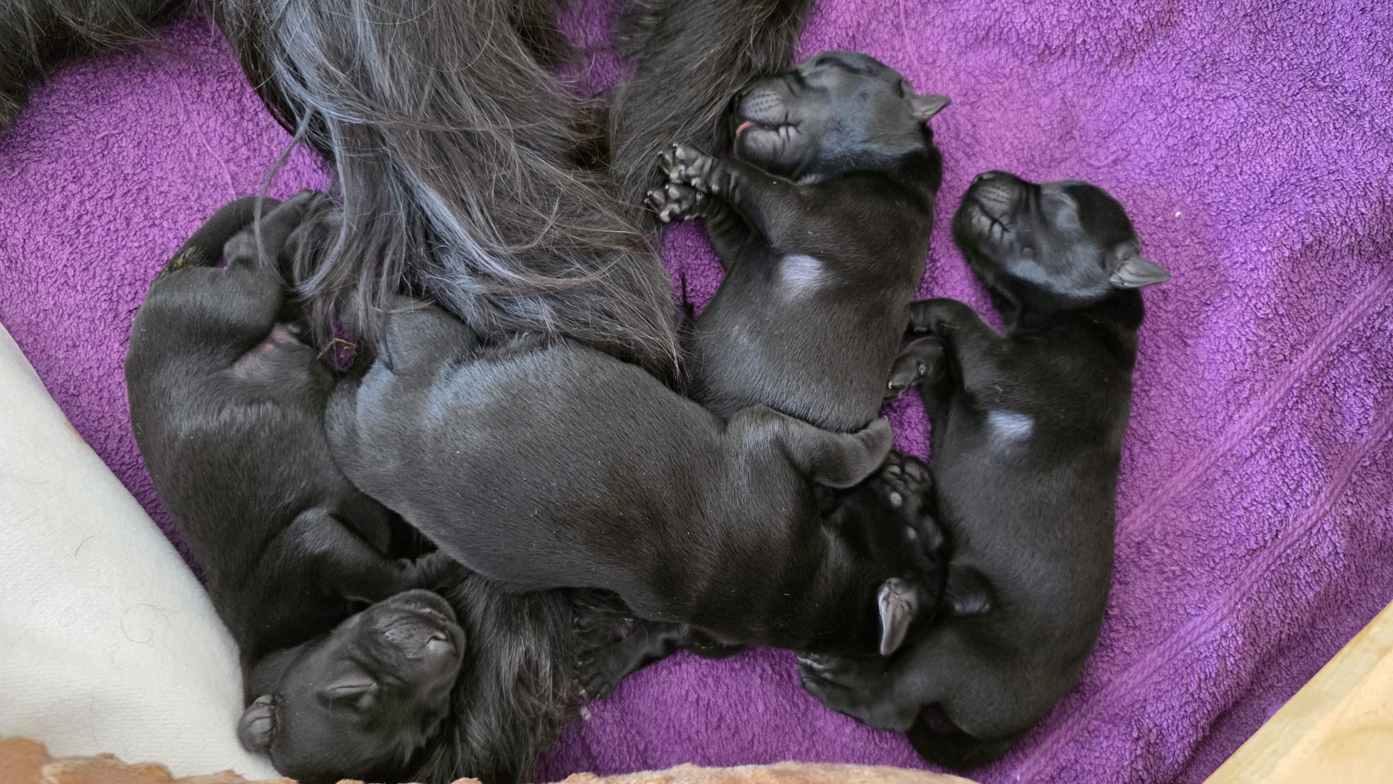 Schnauzer Welpen von Amani