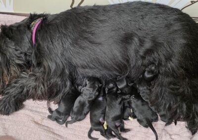 Die ersten Schnauzer Welpen sind da
