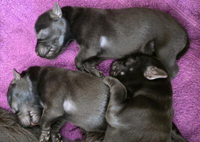 Schlafende Schnauzer Welpen