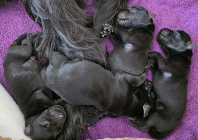 Schnauzer Babys schlafen nach einer ausgiebigen Mahlzeit