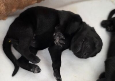 Schnauzer Welpe streckt sein Pfötchen im Schlaf aus