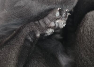 Schnauzer Welpe schläft und zeigt seine Krallen