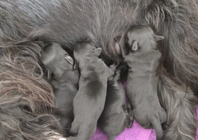 1 Tag alte Schnauzer Welpen trinken bei Mama Amani