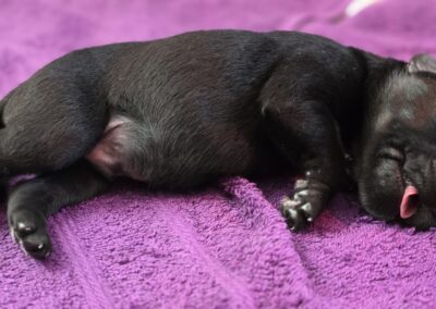 Hundebaby liegt erschöpft mit Zunge draußen und schläft.