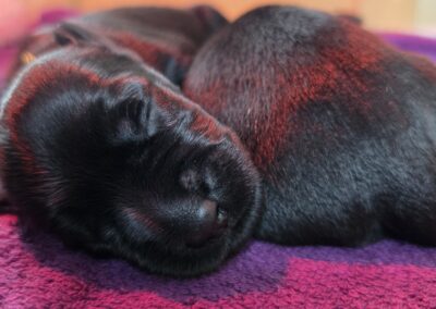 Zwei Welpen kuscheln im Schlaf miteinander.