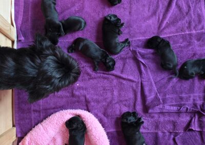 Mama Schnauzer kontrolliert die Welpenkiste und zählt alle durch