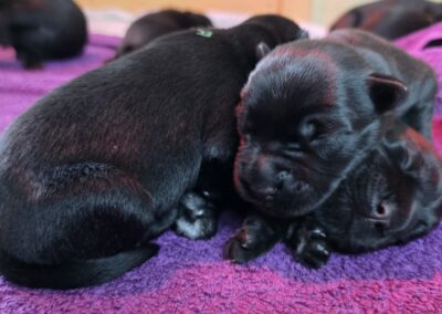 Zwei kleine schwarze Schnauzer Welpen kuscheln mit den Köpfen aneinander.