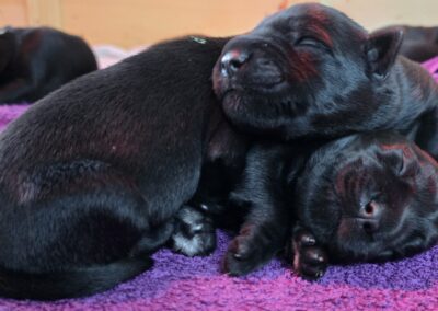 Welpe kuschelt mit seiner Schwester.