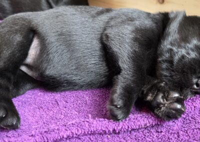 Schnauzer Welpe macht Mittagsschlaf