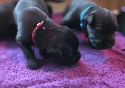 Zwei Welpen schnüffeln am Boden und üben Mantrailing.