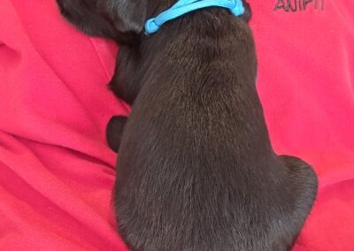 Welpe kuschelt auf der Brust von Herrchen