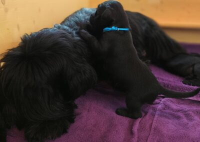 Welpe steht an der liegenden Schnauzer Mama.