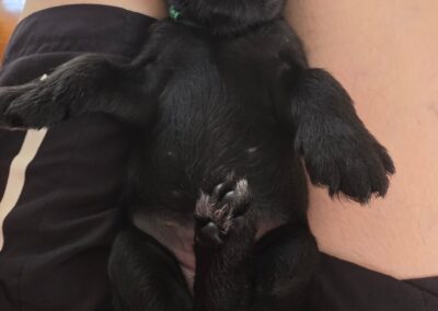 Schnauzer Welpe ist nach der Bauchmassage völlig entspannt.